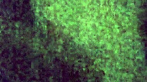 Cumslut Loves Facial