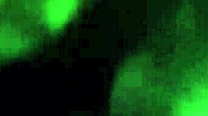 Shemale Crossdressing Cock Sucker in Blowjob Action