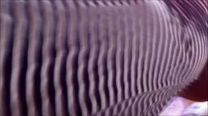 Pregnant Latina Flashes Upskirt In Skirt