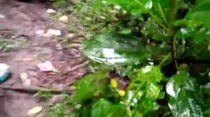 Machos Fazendo Orgia Dentro Da Floresta With Big Cocks And Asses