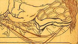 Vintage Erotic Drawings Collection