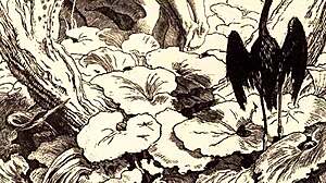 Vintage Erotic Drawings