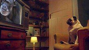 benefit monkey amy douxxx teases me until we're having sex on the couch