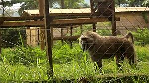 is this footballer fucking a mature woman in africa park after licking her pussy?