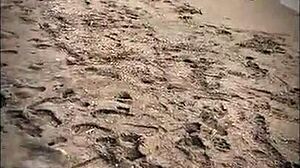 beautiful stranger gives me a blowjob on the public beach