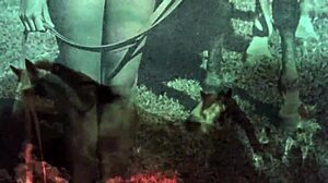 does dark lantern entertainment present vintage pussy riding?