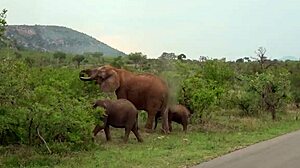 Sloppy Deepthroat Road