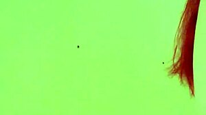 Bold shemale anal creampie