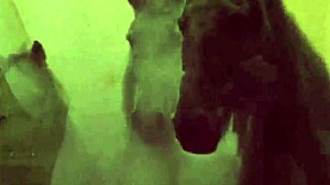 Vintage Hairy Display