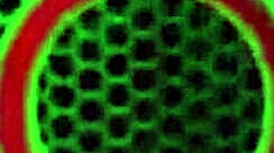 Blonde Licking Session