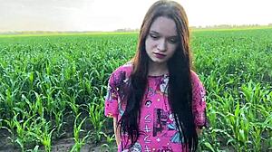 Cornfield Cock Comfort