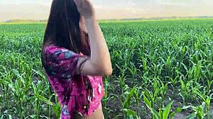 Cornfield Cock Comfort